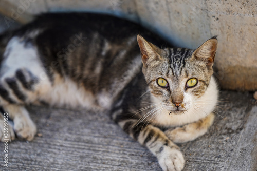 Beautiful cute cat laying down © Gian