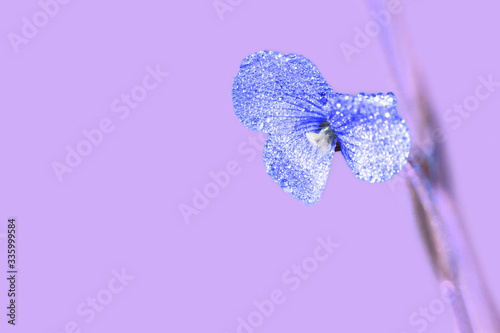 blue flower with dew drops on a purple background