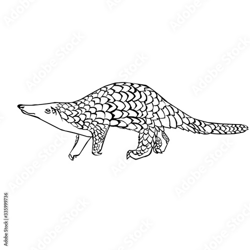 Sketch design of illustration pangolin 