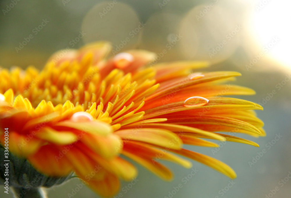 Flower in sunset