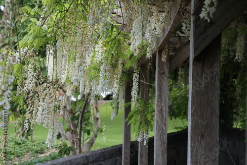 Trailing flowers hanging over a garden trellis photo