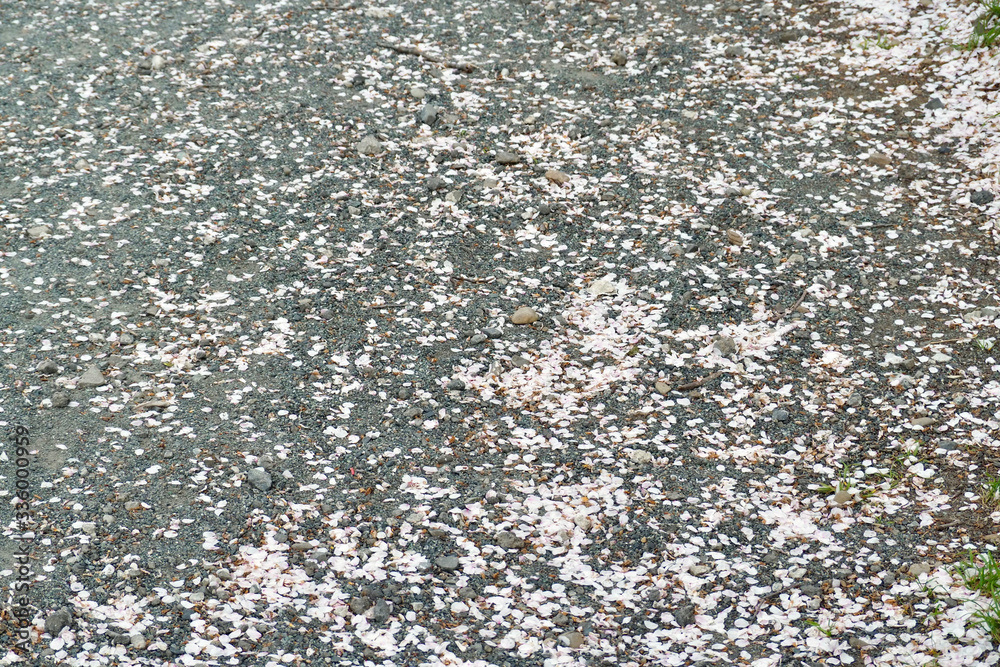 Fototapeta premium 桜と多摩川（御岳渓谷）
