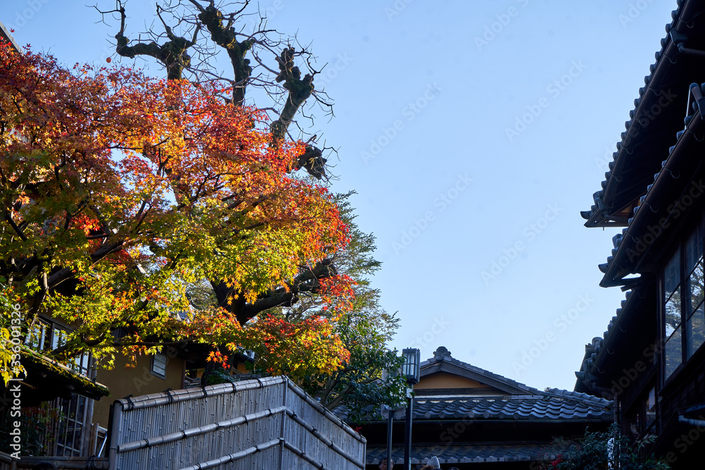 Sunny evening in Kyoto with autumn trees