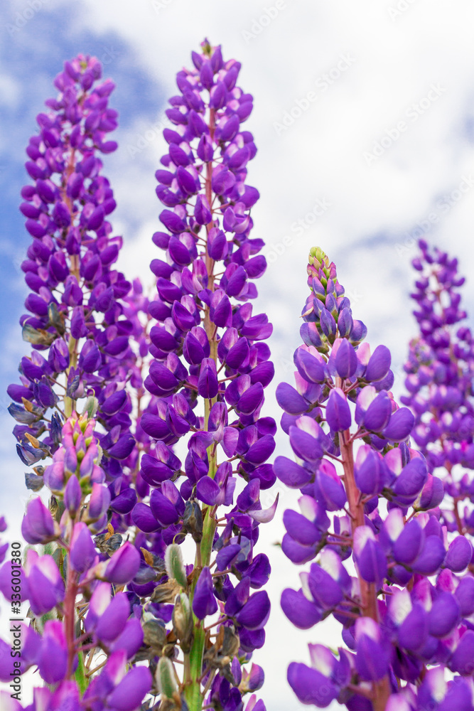 Obraz premium Close up purple lupine flower closeup outdoors.Lupinus, lupin, lupine field with pink purple and blue flowers. Bunch of lupines summer flower background