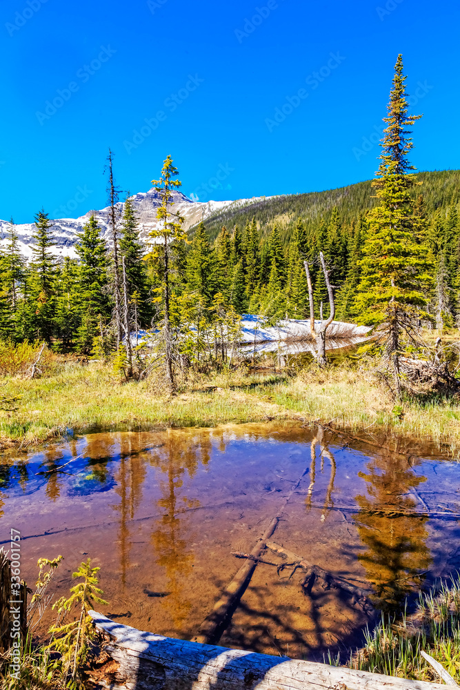 Obraz premium Tranquility in the Forest