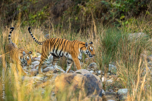 Mother tiger and her cub with tail up walking together in the dhikala forest of jim corbett national park or tiger reserve, uttarakhand, india - panthera tigris