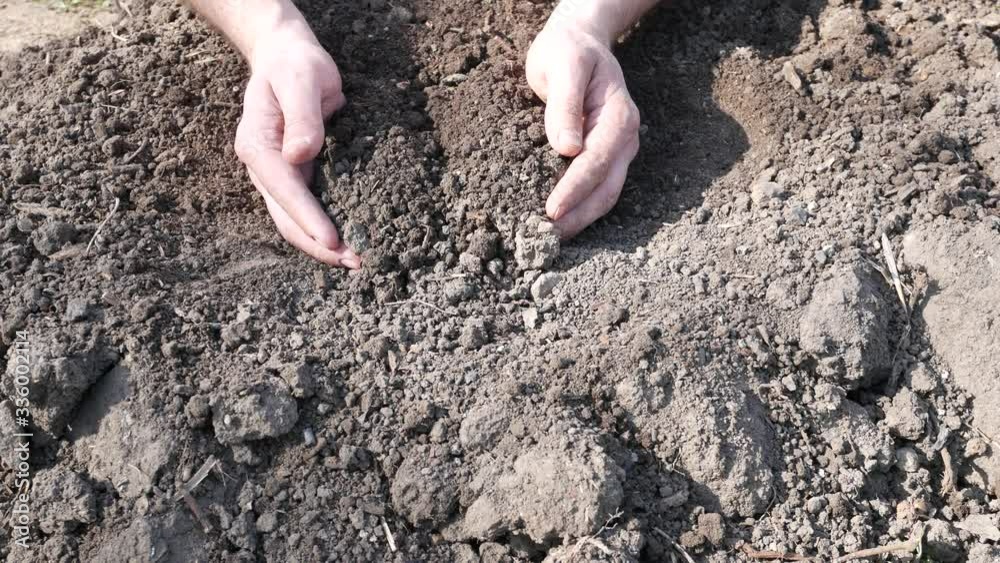 Farmer scoops up the earth with his hands. Land quality, sowing readiness