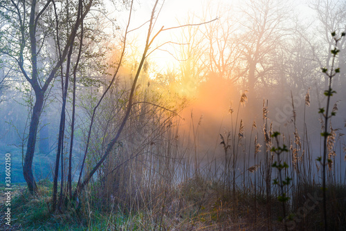 Rheinauen nahe Rhinau im Elsass am frühen Morgen