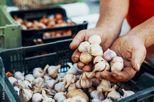 Hand holds organic garlic on authentic farmers market