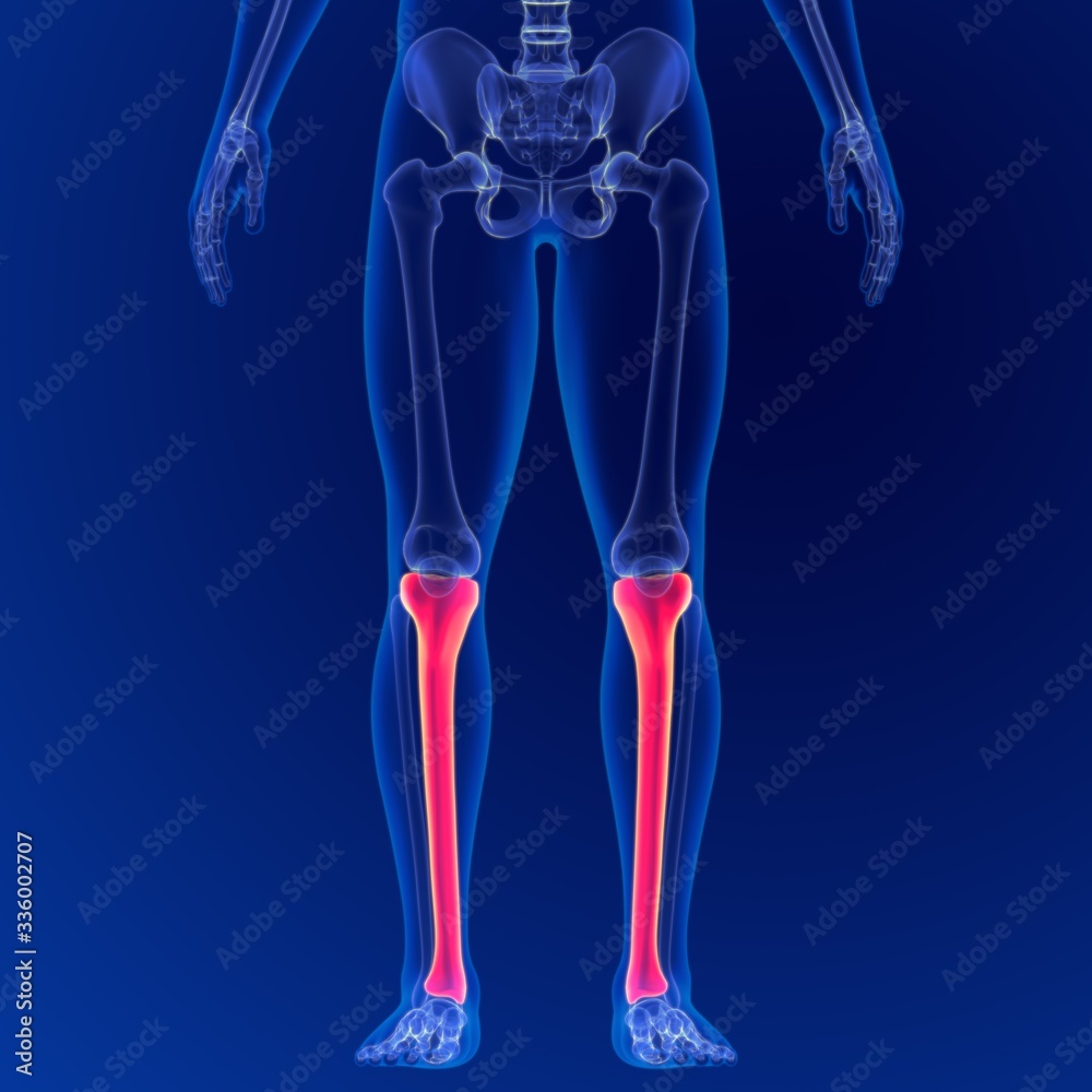 Human skeleton anatomy Tibia Bone 3D Rendering For Medical Concept Human skeleton anatomy Tibia Bone 3D Rendering For Medical Concept