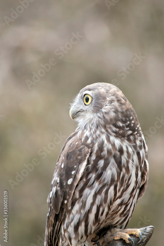 the barking owl is checking all around for preditors