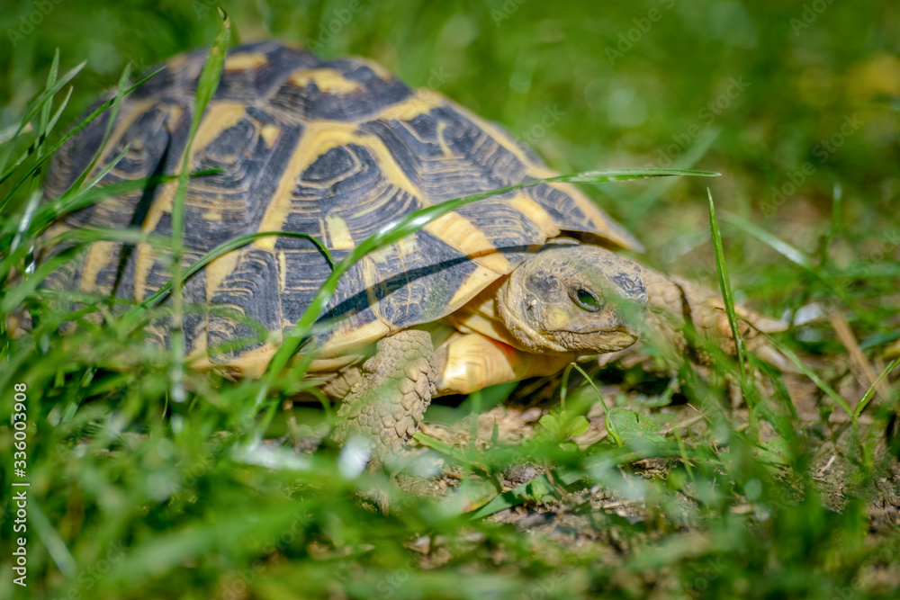 tortue terrestre faune d'Europe au milieu de grande herbe Stock Photo ...