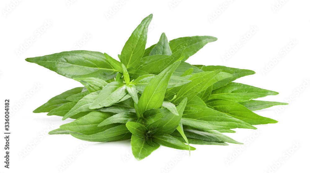 Kariyat or Andrographis paniculata  green leaves on a white background