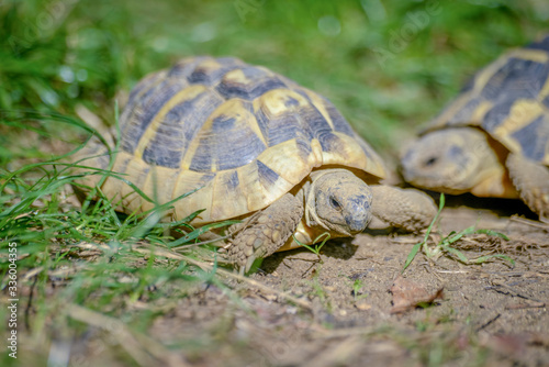 Fototapeta Naklejka Na Ścianę i Meble -  tortue terrestre faune d'Europe au milieu de grande herbe