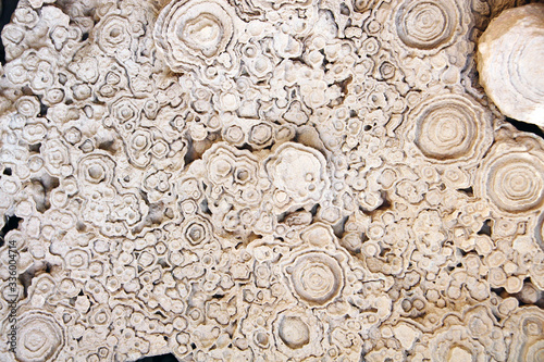 Petrified fossil stromatolite photo