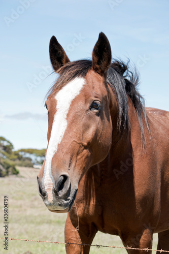 this is a close up of a brown and white horse © susan flashman