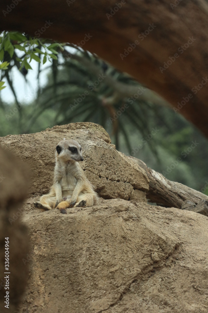 Fototapeta premium meerkat on the lookout