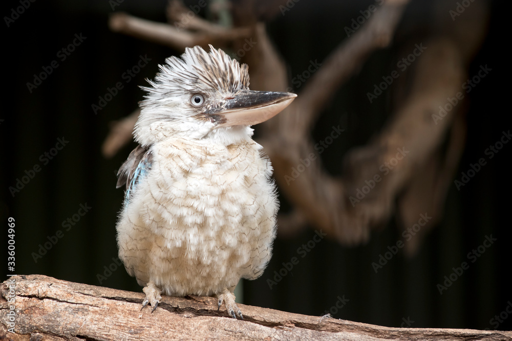 Fototapeta premium the blue winged kookaburra has fluffed up his feather to cool down
