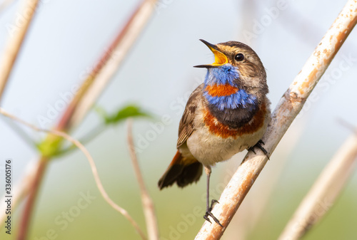 Bluethroat, Luscinia svecica. Bluethroat is singing in the morning by the river photo