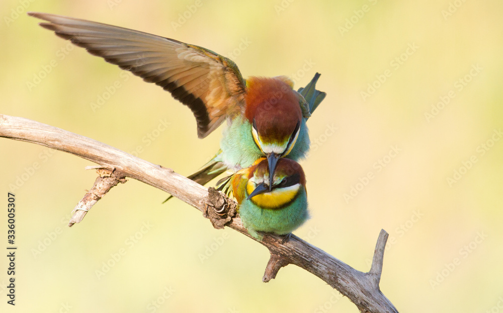 European bee eater, Merops apiaster. Common bee-eater.