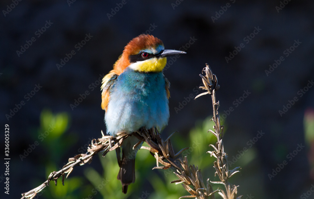 Obraz premium European bee eater, Merops apiaster. Common bee-eater. Close-up