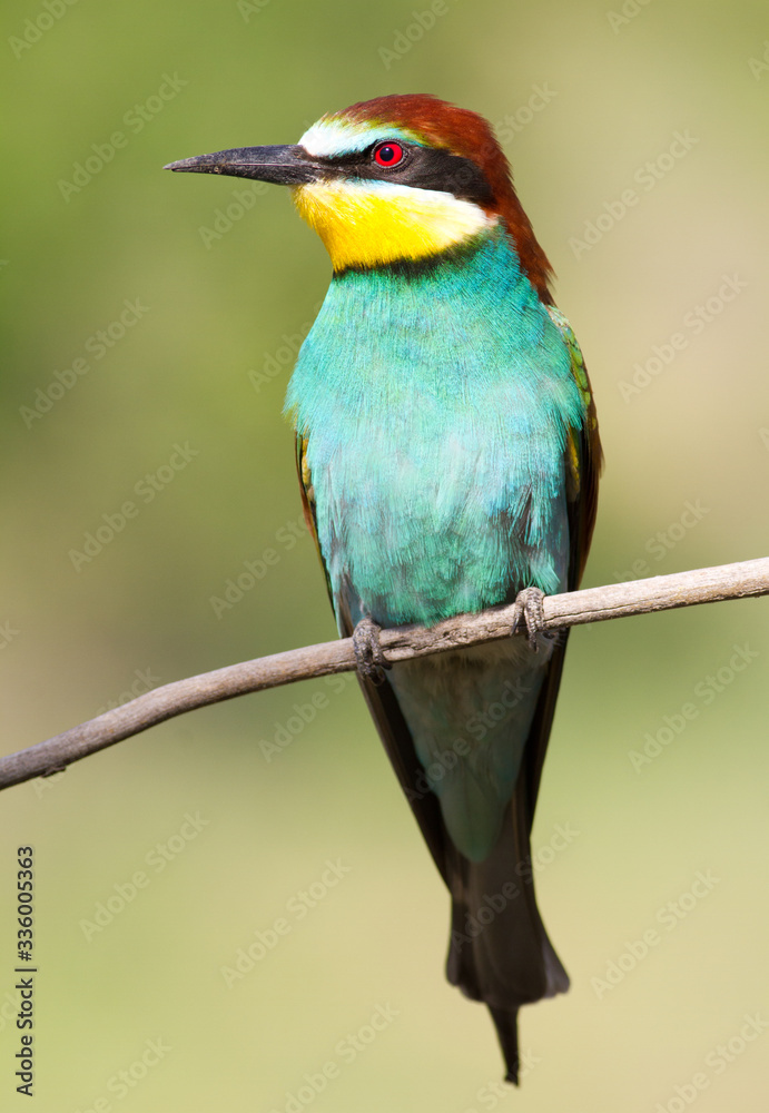 Merops apiaster. Common bee-eater. Close-up