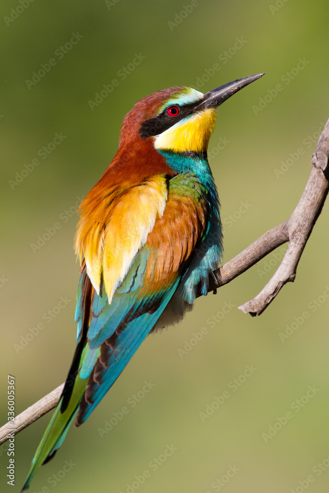 Obraz premium European bee eater, Merops apiaster. Common bee-eater. Close-up