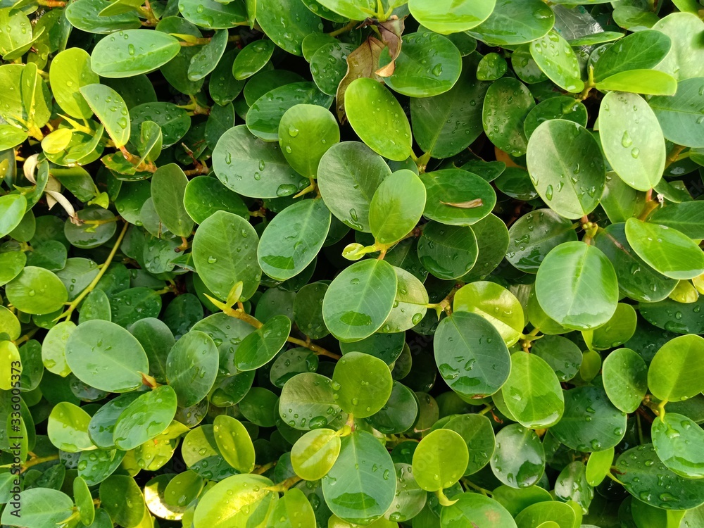 Abstract decorative foliage In the Asian region Abstract decorative foliage In the Asian region