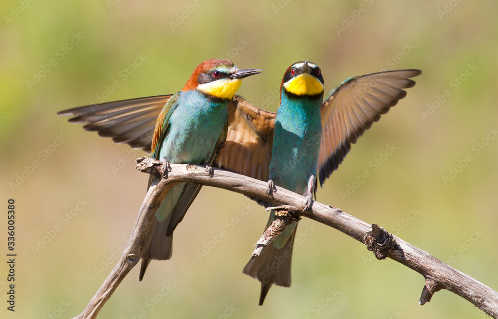 Obraz premium Bee-eater, Merops apiaster. One of the most colorful birds.