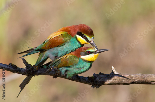 Merops apiaster. Common bee-eater. A family of bee-eater © Юрій Балагула