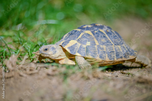 tortue terrestre faune d'Europe au milieu de grande herbe