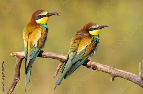Common bee-eater, merops apiaster. Two birds are sitting on a branch