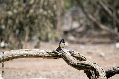 Canvas Print the willy wagtail is perched on a log