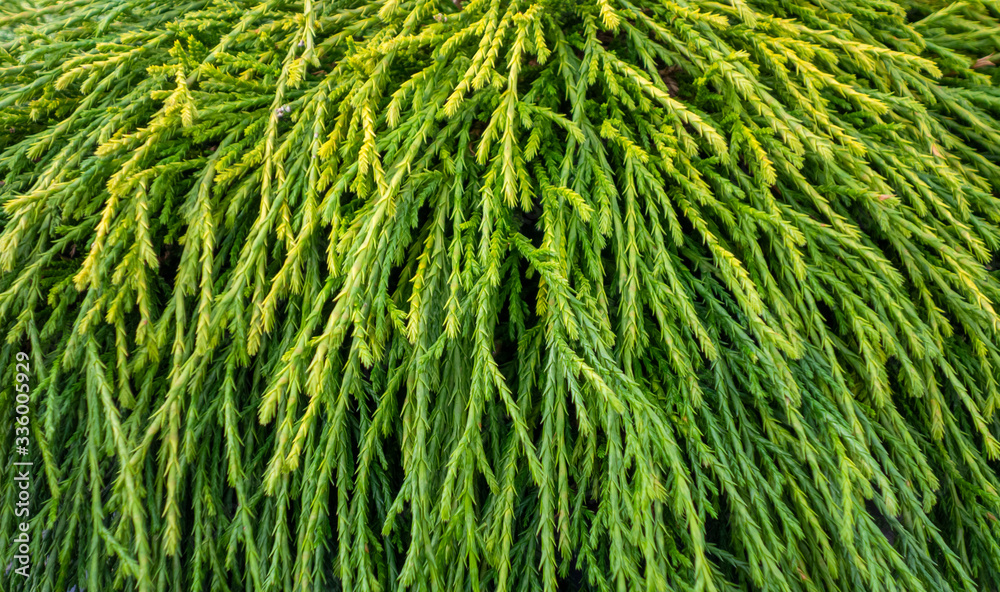 mistletoe cactus closeup mistletoe cactus closeup