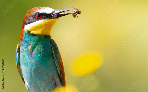 Fotografia, Obraz Merops apiaster, common bee-eater. With a bee in its beak