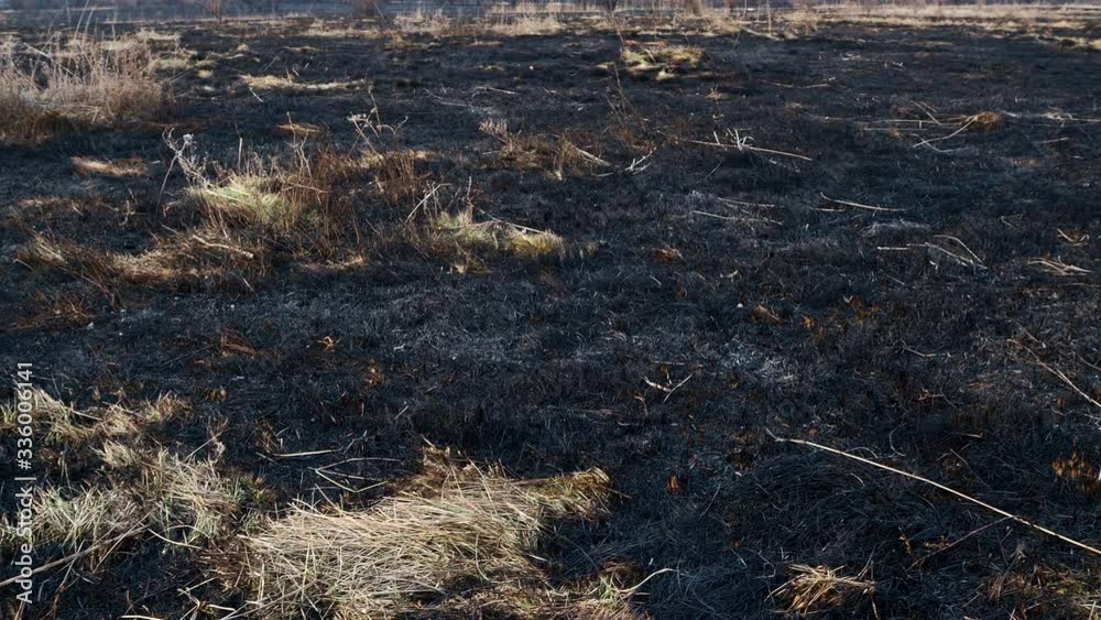 Scorched earth, spring prairie fires. Wheat field with burnt grass. The consequences destruction of insects. Burning landing with trees. Extraordinary incident Scorched earth, spring prairie fires. Wheat field with burnt grass. The consequences destruction of insects. Burning landing with trees. Extraordinary incident