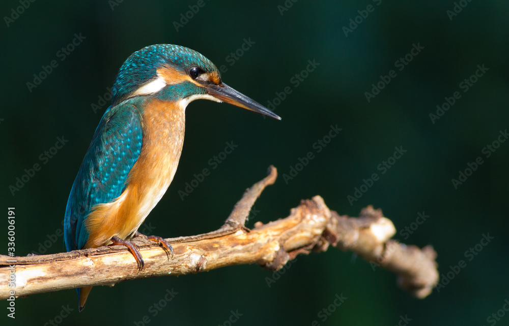 Fototapeta premium A young kingfisher is sitting on an old branch above the river