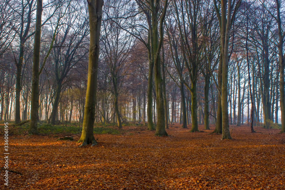 Fototapeta premium forest in autumn - foggy morning