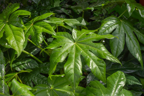 Konstfotografi paperplant leaves