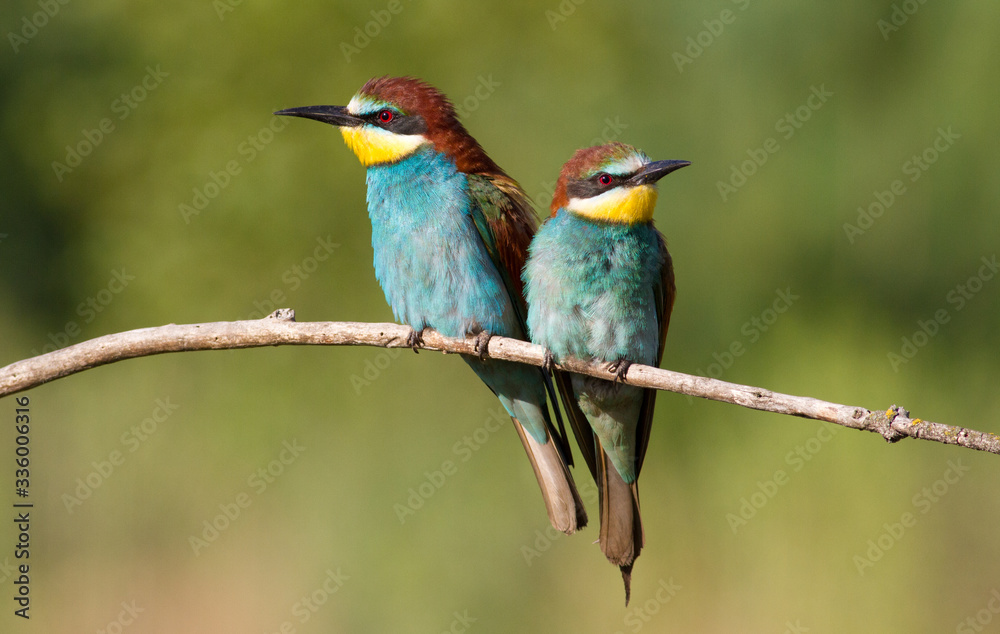 European bee eater, Merops apiaster. Two birds are sitting on a branch European bee eater, Merops apiaster. Two birds are sitting on a branch
