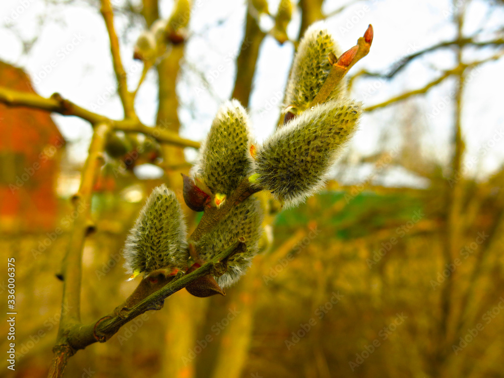 swollen willow buds in the spring on the branches swollen willow buds in the spring on the branches