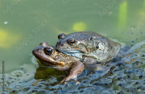 Frogs mating.  (Scientific name: Rana Temporaria) Two common garden frogs mating in a garden pond, surrounded by frogspawn.  Concept: First signs of Spring.  Horizontal.  Space for copy. © Anne Coatesy