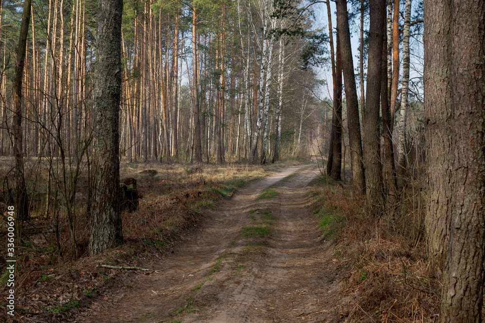 Mixed forest, clearings and paths in the early morning.