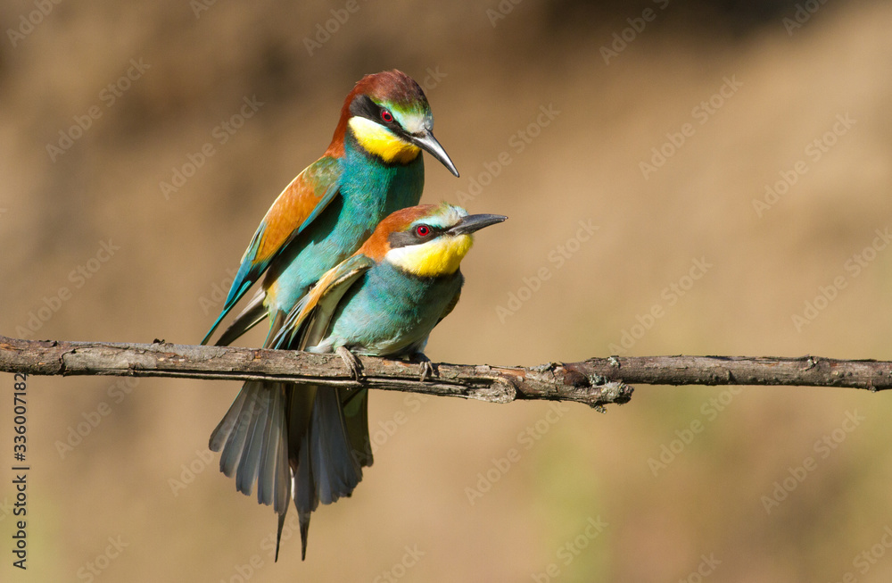 Fototapeta premium Common bee-eater, merops apiaster. Birds make love, sex