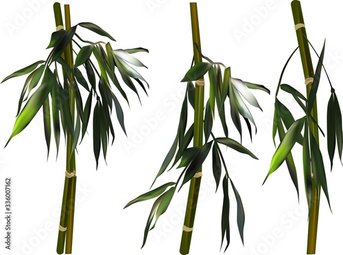isolated set of three green bamboo branches