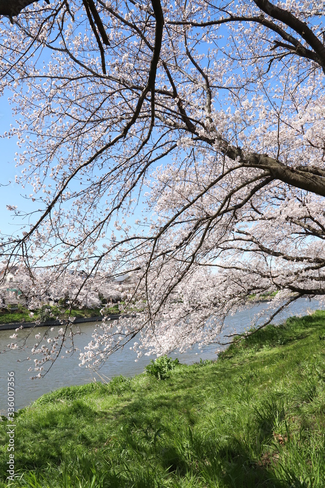 元荒川の河川敷に咲くソメイヨシノ（サクラ）の花