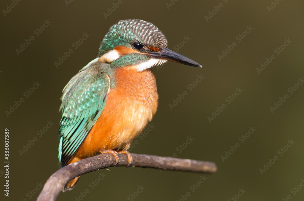 Fototapeta premium Kingfisher, Alcedo. A young bird sits on a branch above the river