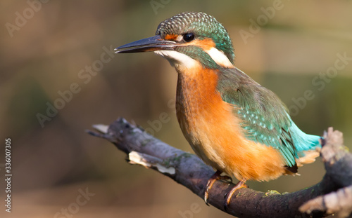 Kingfisher, Alcedo. A young bird sits on a branch above the river