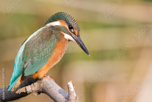 Kingfisher, Alcedo. A young bird sits on a branch above the river