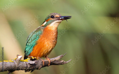 Kingfisher, Alcedo. A young bird sits on a branch above the river. Keeps prey